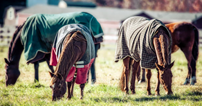 horse blankets for winter horse boarding the woodlands horses care services near me