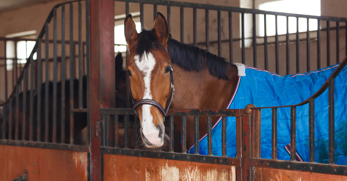 Horse Blankets for Winter The Woodlands Riding