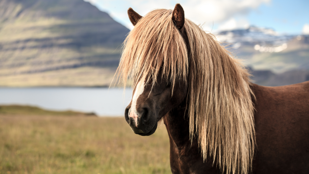 Icelandic horse the woodlands horse boarding near me