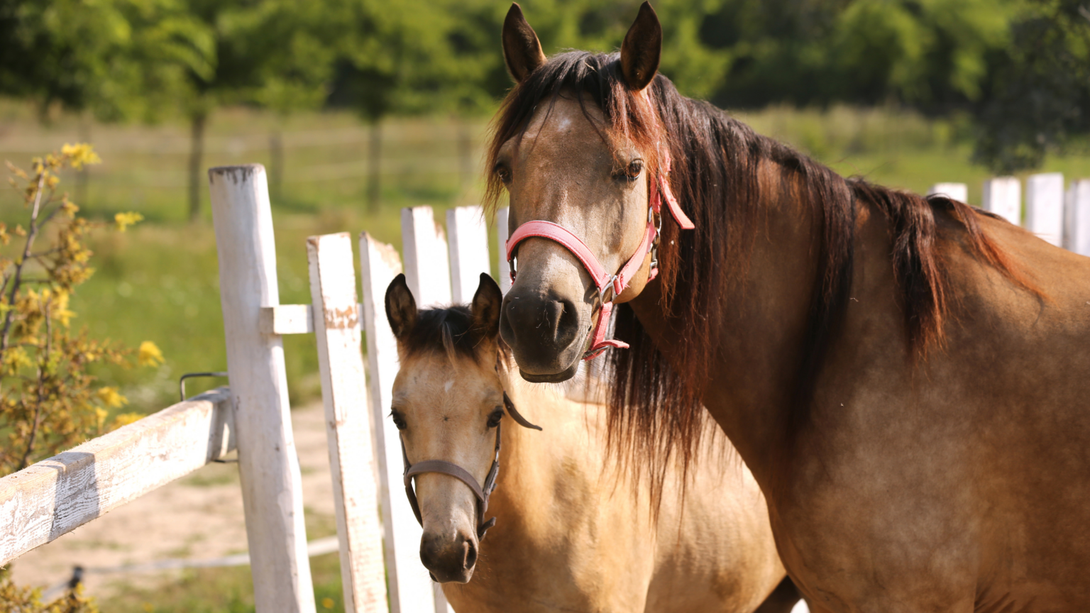 The Top 10 Horse Breeds for Beginners