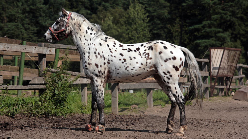 appaloosa horse horse farms for kids birthday parties near me