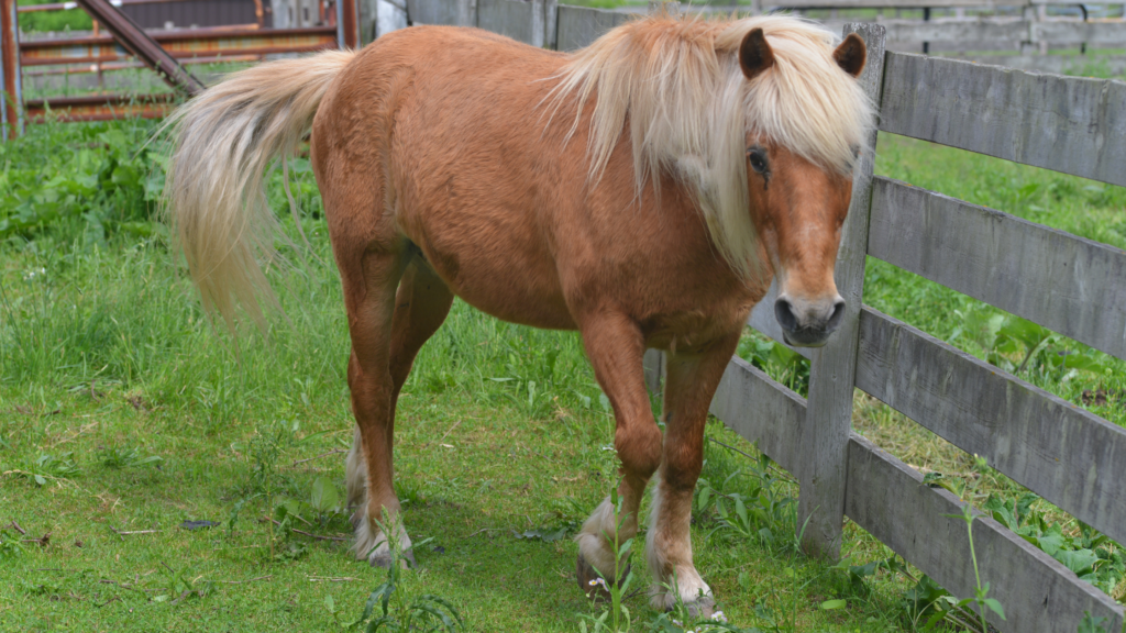 haflinger horse rehabilitation services in houston places to take my horse the woodlands
