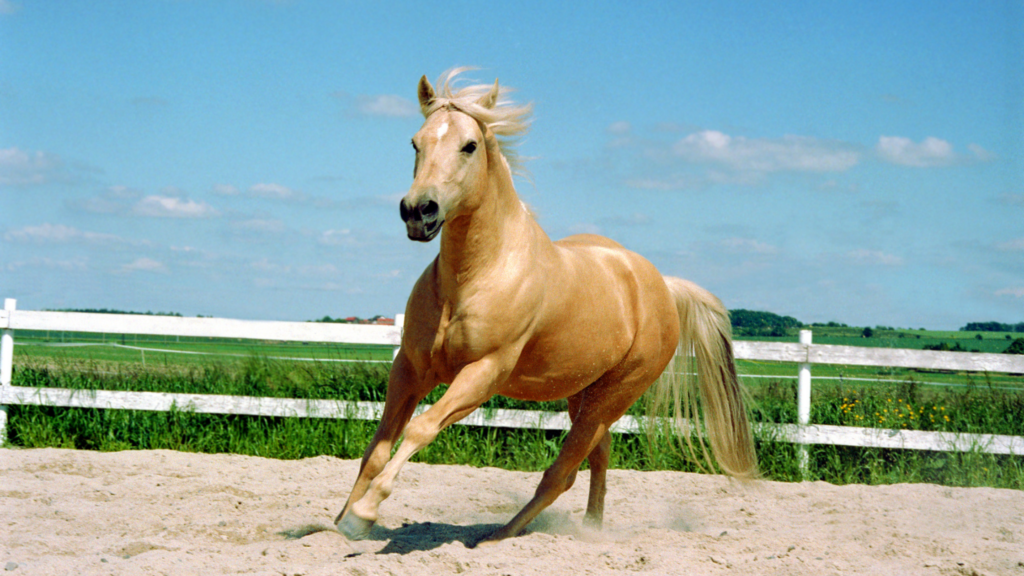 quarter horses the woodlands places to ride a horse near me horse services horse care near me professional horse trainer near me