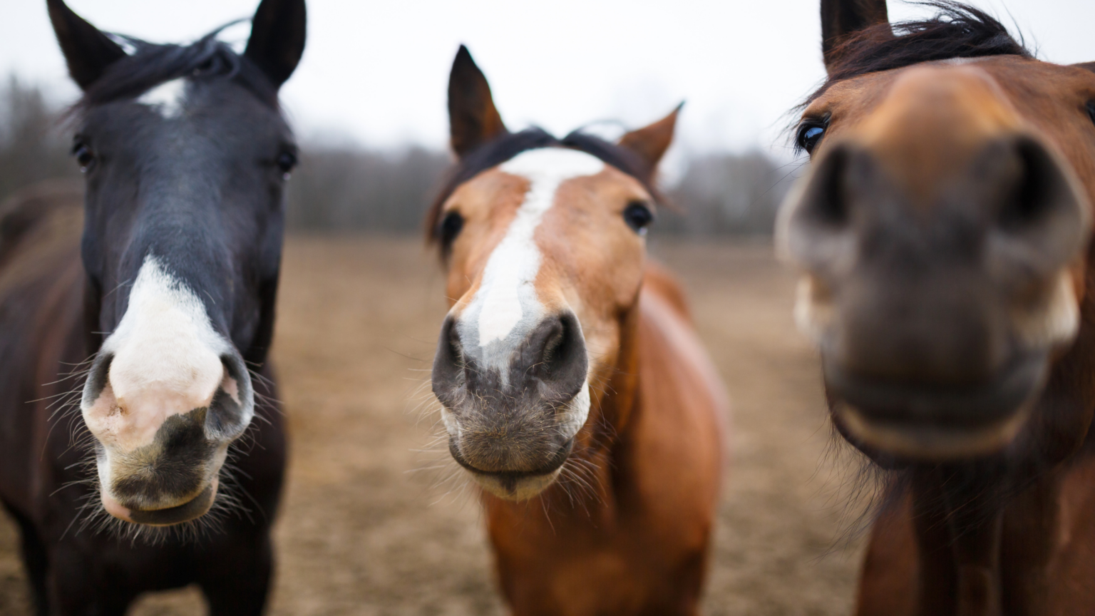 The Top 10 Horse Breeds for Beginners