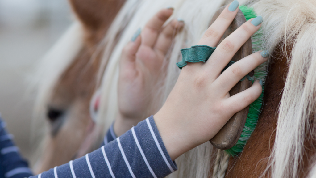 horse care services in tomball