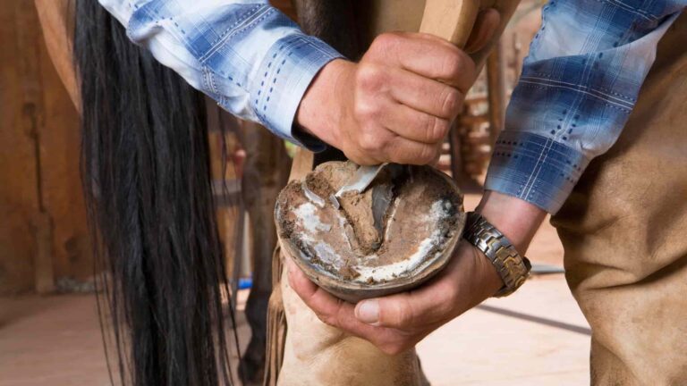 Horse hoof care in The Woodlands.