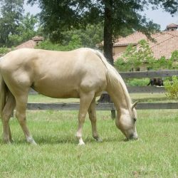 horse pasture near me horse boarding horse services in houston