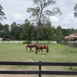 horse training the woodlands places to board a horse in the woodlands texas